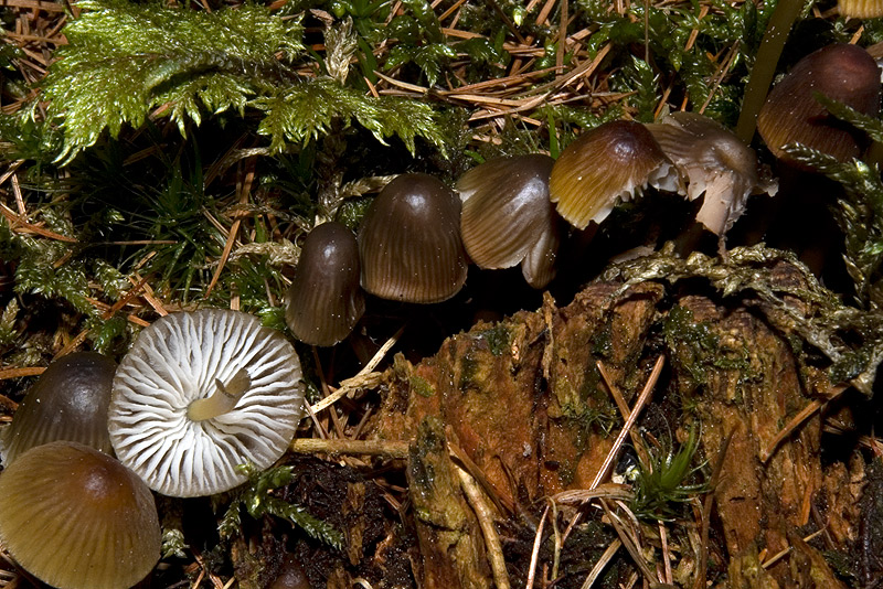 Mycena stipata ?